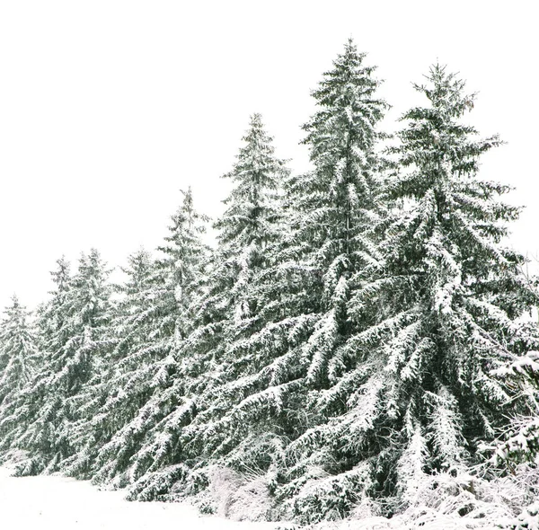 Árboles de coníferas cubiertos de nieve en invierno. Día de nieve — Foto de Stock
