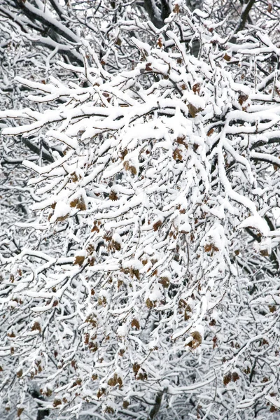 Árboles de ramas cubiertas de nieve. hermoso fondo de invierno natural — Foto de Stock