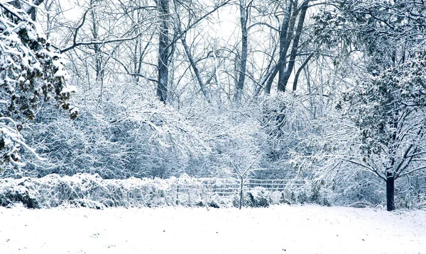 Temporada de invierno nevado. Árboles cubiertos de nieve — Foto de Stock
