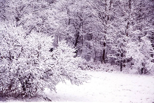 Día de invierno en el bosque con árboles nevados . — Foto de Stock
