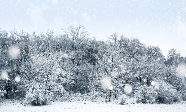 Vinterdag i skogen med snöigt träd. Vackra vinter marker — Stockfoto