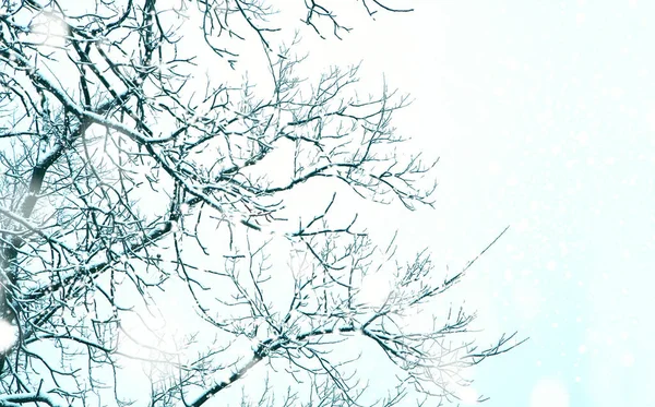 Hóval borított ágak. gyönyörű természetes téli háttér — Stock Fotó