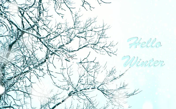 Hello Winter. Snow-covered branches trees. beautiful natural win — Stock Photo, Image