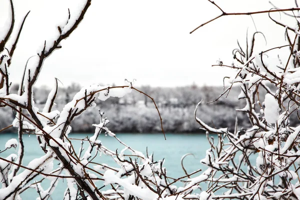 Kışın karla kaplı dallar. — Stok fotoğraf