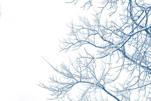 눈덮인 나무들 이라. 아름다운 자연의 겨울 풍경 — 스톡 사진