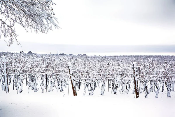 Üzüm bağındaki kış manzarası, Ontario, Kanada — Stok fotoğraf