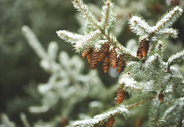 Fir branch with pine cones on snow — 图库照片
