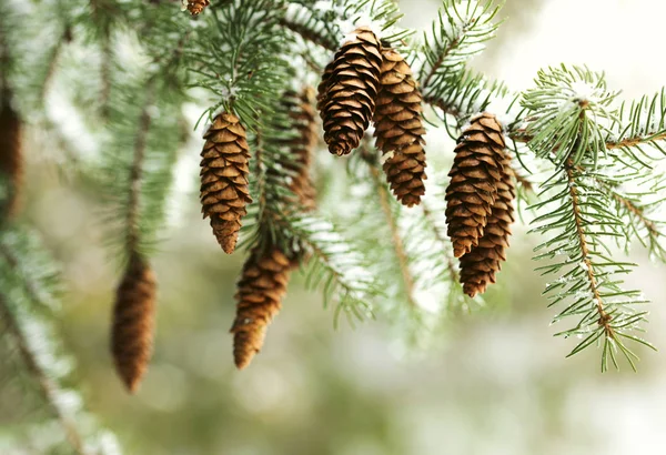 Fir branch with pine cones on snow — 图库照片