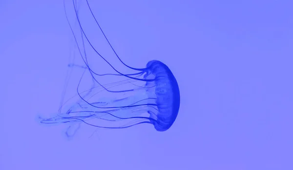 Medusas azuis isoladas em fundo roxo — Fotografia de Stock