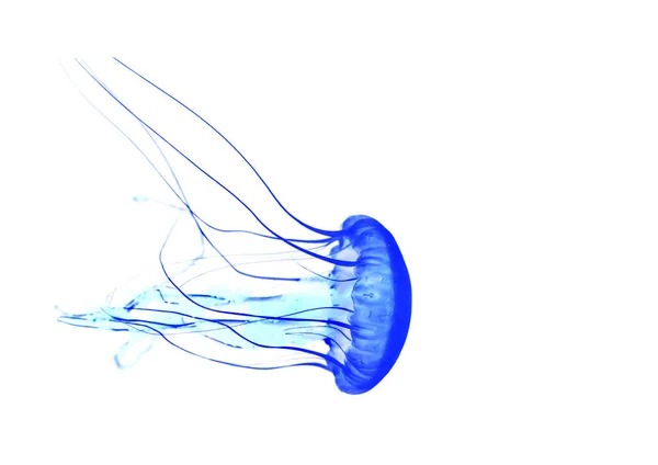 Blue jellyfish isolated on white background — Stock Photo, Image