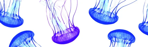 Blue jellyfish isolated on white background