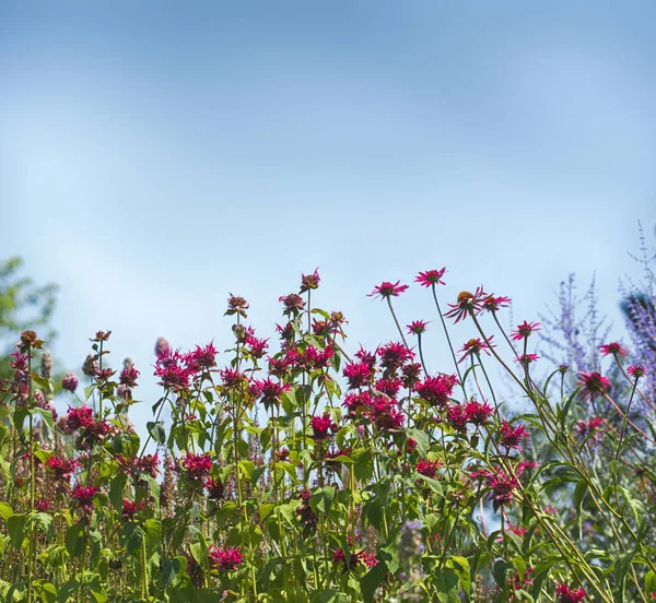 Flores Cor Rosa Coloridas Jardim Fundo Céu Azul Brilhante Bela — Fotografia de Stock