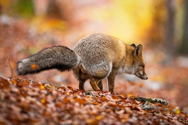 Volpe rossa che espelle e marca il territorio nella foresta autunnale — Foto Stock