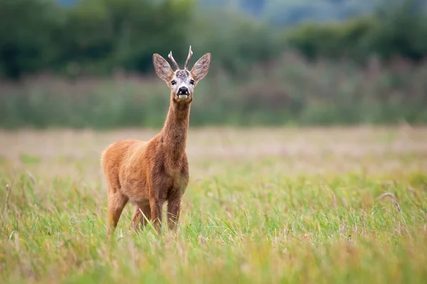 Çimenli çayırlarda bir geyik leşi havadaki bir şeyin kokusunu alıyor. — Stok fotoğraf