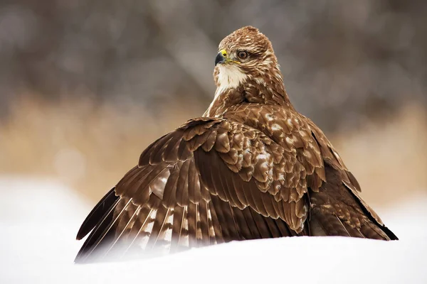 Fierce common buzzard protecting the prey with wings spread wide in polar nature — 图库照片