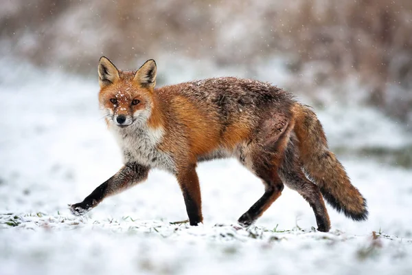 Injured red fox passing by on in a polar landscape with snow in wintertime — Stok fotoğraf