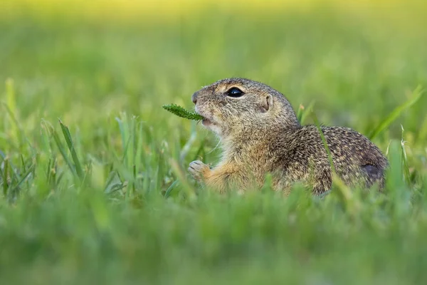 Écureuil solitaire européen tenant une plante dans la bouche dans une nature sauvage tranquille — Photo