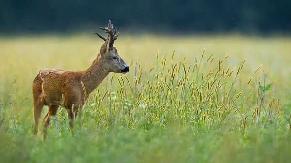 草地の真ん中に何かを発見したイクラの鹿 — ストック写真