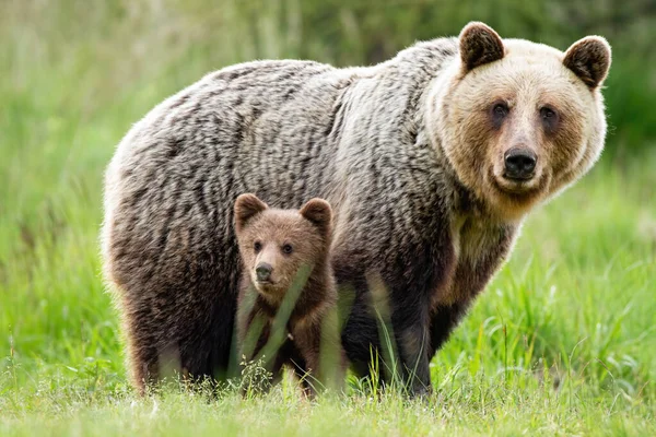 En omsorgsfull hunnbjørn som beskytter ungen mot fare. – stockfoto