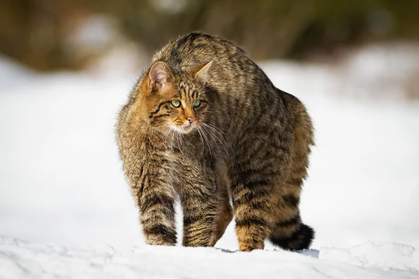 冬の雪の中でふわふわのコートガード付きヨーロッパの野良猫 — ストック写真