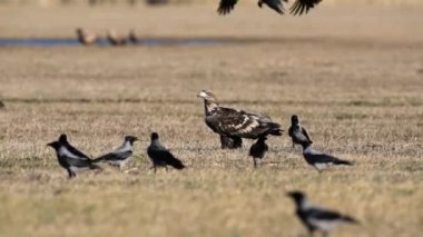Beyaz kuyruklu kartal, halitaeetus albicilla, etrafta uçuşan karga sürüsü.