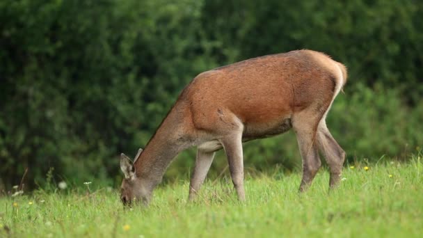 Červený jelen, krční elaphus, vzadu pasoucí se na louce. — Stock video