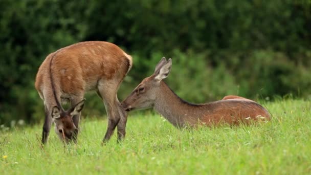 赤い鹿、上腕二頭筋、牧草地での背中と扇状の放牧. — ストック動画