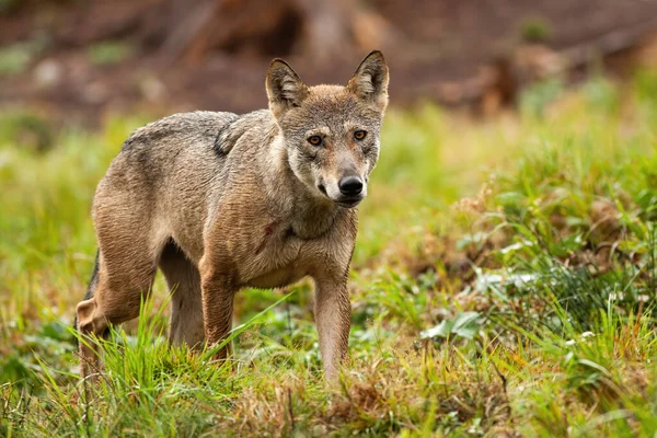 Μοναχικός γκρίζος λύκος περιπλανιέται στα βουνά το καλοκαίρι και κοιτάζει την κάμερα — Φωτογραφία Αρχείου