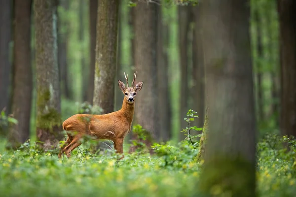 Capriolo avvistato tra gli alberi e fiori gialli — Foto Stock