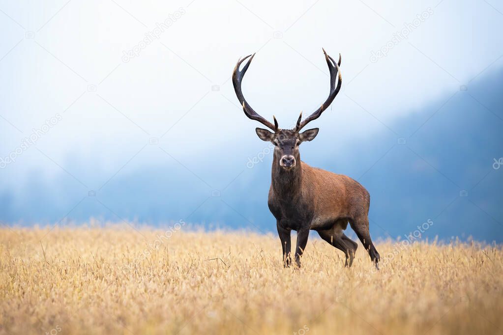 Red deer with big antlers standing on the field with gry grass in morning mist