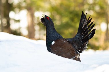 Western capercaillie and its mating display during winter clipart