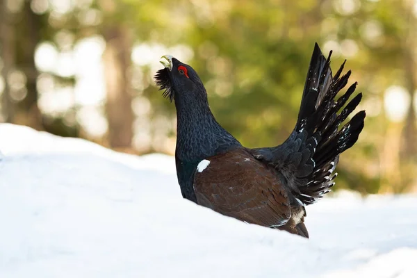 Western capercaillie and its mating display during winter — Stock Photo, Image