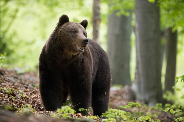 Un maschio attento di orso bruno in posa a bocca aperta nella foresta — Foto Stock