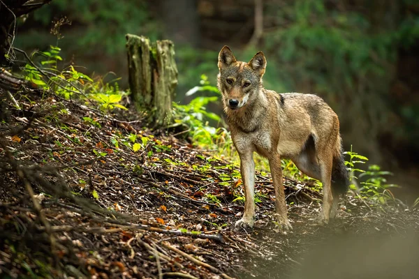 Ένας υπέροχος γκρίζος λύκος, ο canis lupus, στην πλαγιά του δάσους το καλοκαίρι — Φωτογραφία Αρχείου