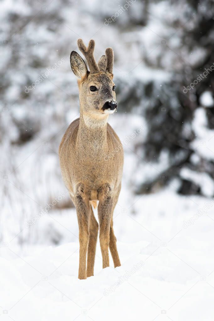 A winter portrait of roe deer with growing antlers covered in velvet in forest