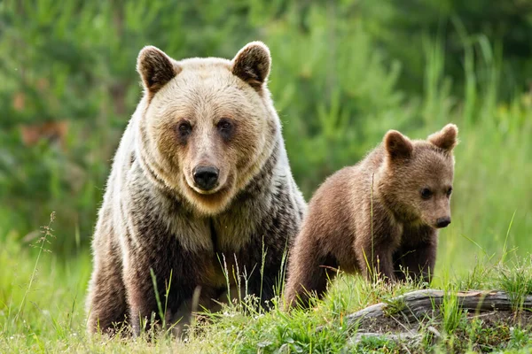 Moder brunbjørn og ungen vandrer rundt i sitt naturlige habitat – stockfoto