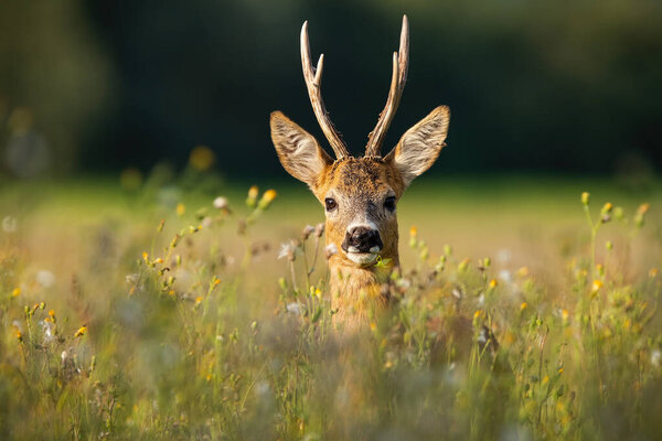 Adult roe deer buck with long antlers hidden in grass with wildflowers looking