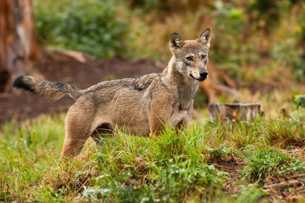 灰狼，金丝雀狼獾，站在那里观察它的森林 — 图库照片