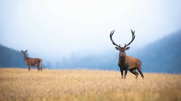 Red deer stag and hind standing on the misty field with copy space — Stock Photo, Image