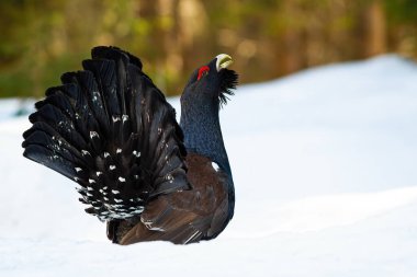 Western capercaillie showing off on snow during the mating season clipart