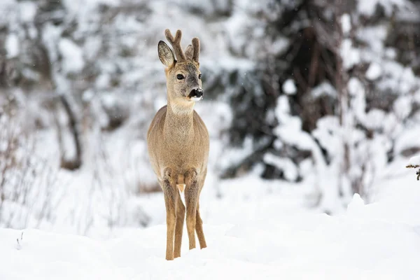 Kozioł jeleni na leśnej łące pokrytej śniegiem — Zdjęcie stockowe