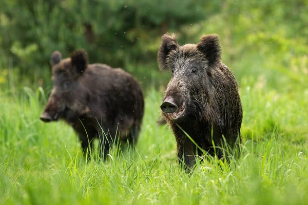 Two fierce wild boars standing together in wilderness in summertime. — Stock Photo, Image