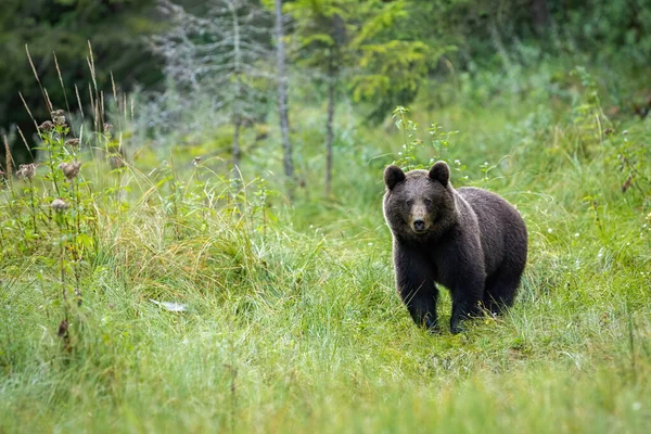 En bild av brunbjörnen som står på skogsgläntan — Stockfoto