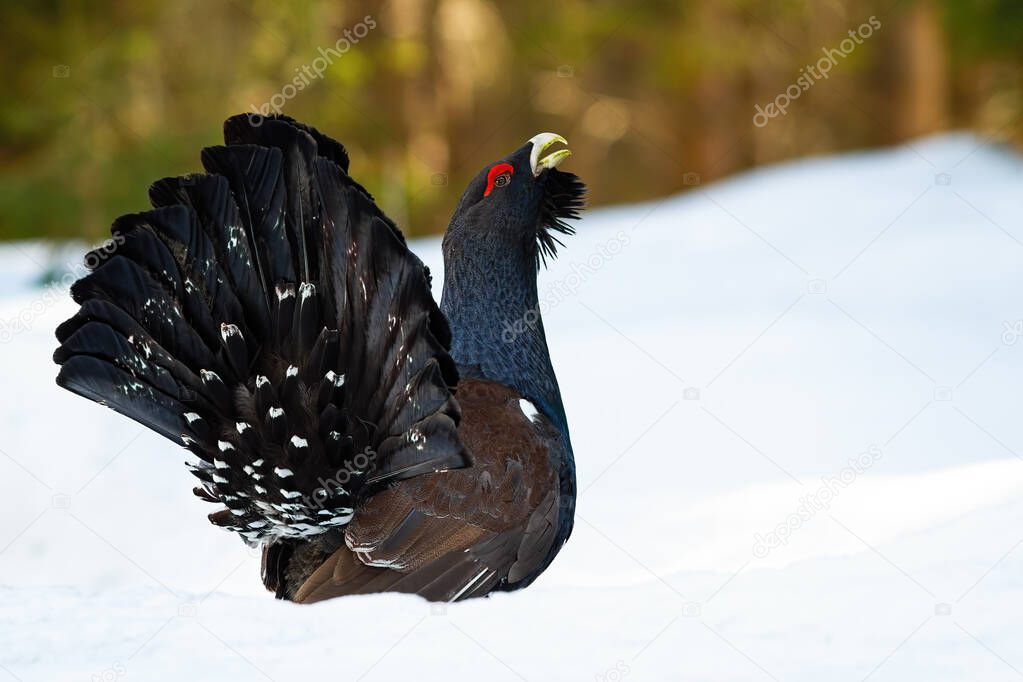 Western capercaillie showing off on snow during the mating season