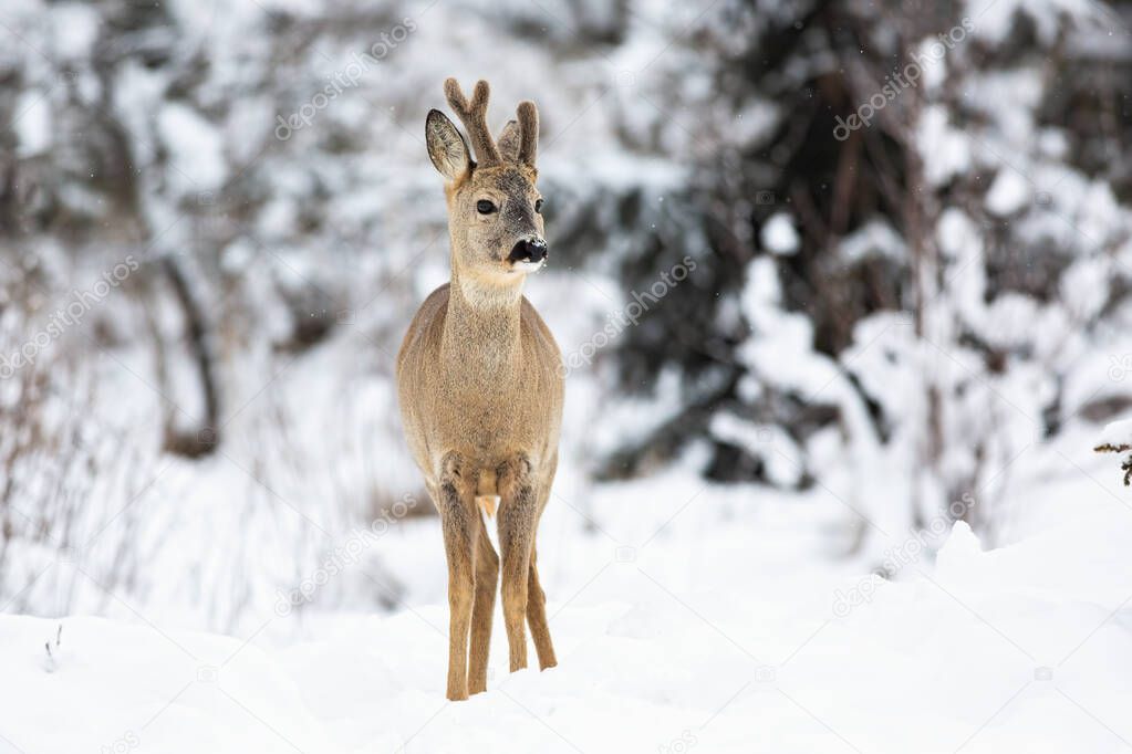 Roe deer buck on the fairy snow-covered forest meadow