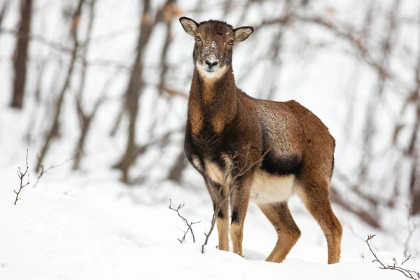 Uwaga dzikie samice muflon owce stojące w śniegu w lesie zimowym. — Zdjęcie stockowe