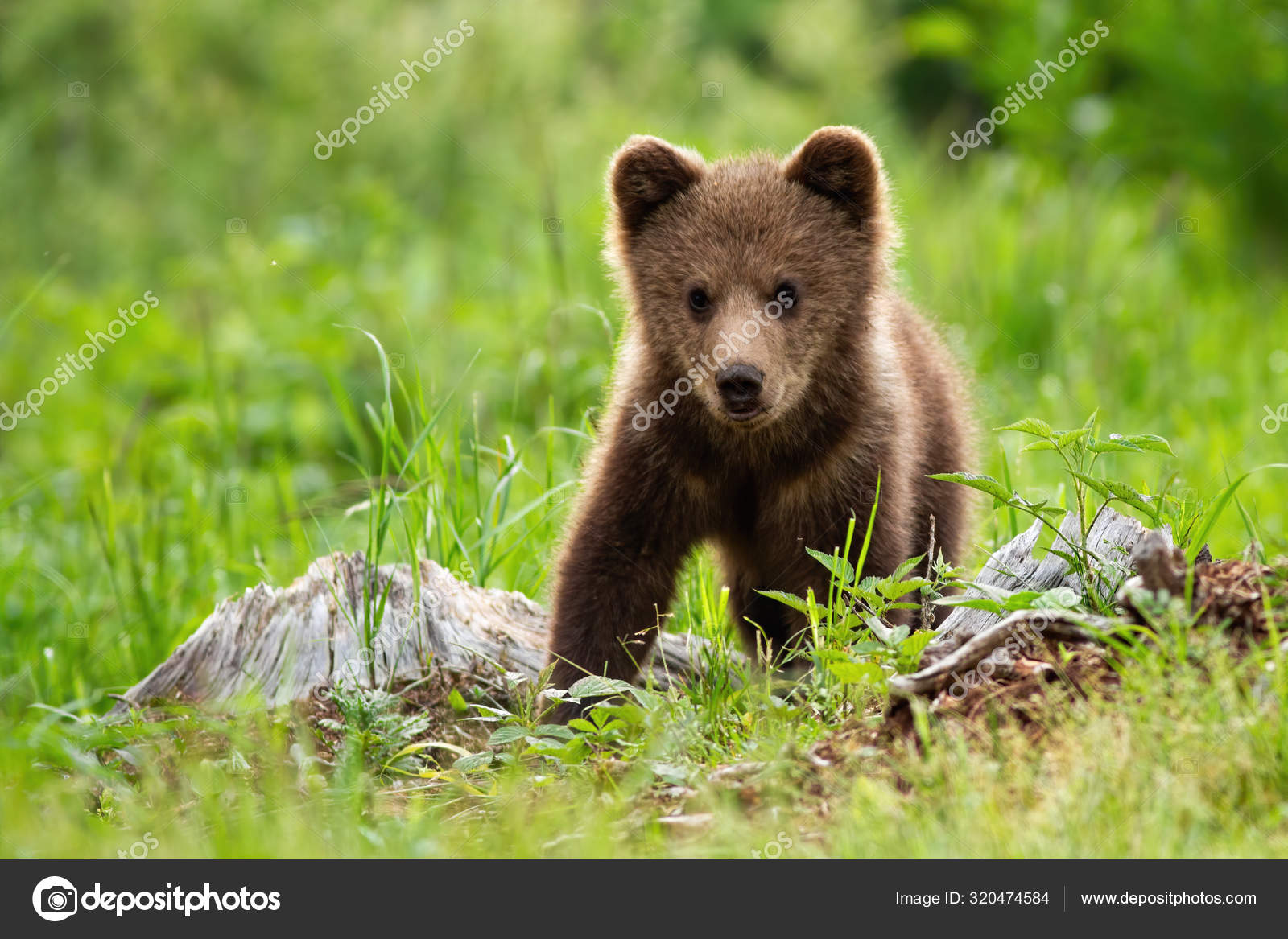 cute baby brown bears