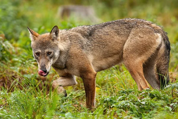 Grigio lupo governare se stesso con habitat forestale in background — Foto Stock