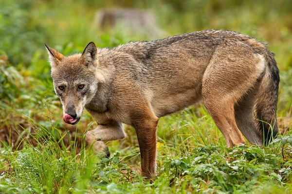 Lobo cinzento se arrumando com habitat florestal no fundo — Fotografia de Stock