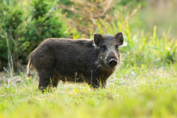 Young solitary wild boar standing on a meadow in summertime alone